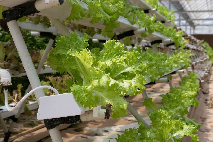 Hydroponic Lettuce Farming: How to Start, Grow, Space and Cost