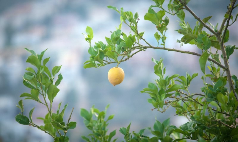Growing Lemons: Cultivation, Fertilization, Varieties, Planting, Harvesting and More