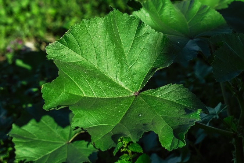 Marsh mallow 10 Most Profitable Herbs to Grow

