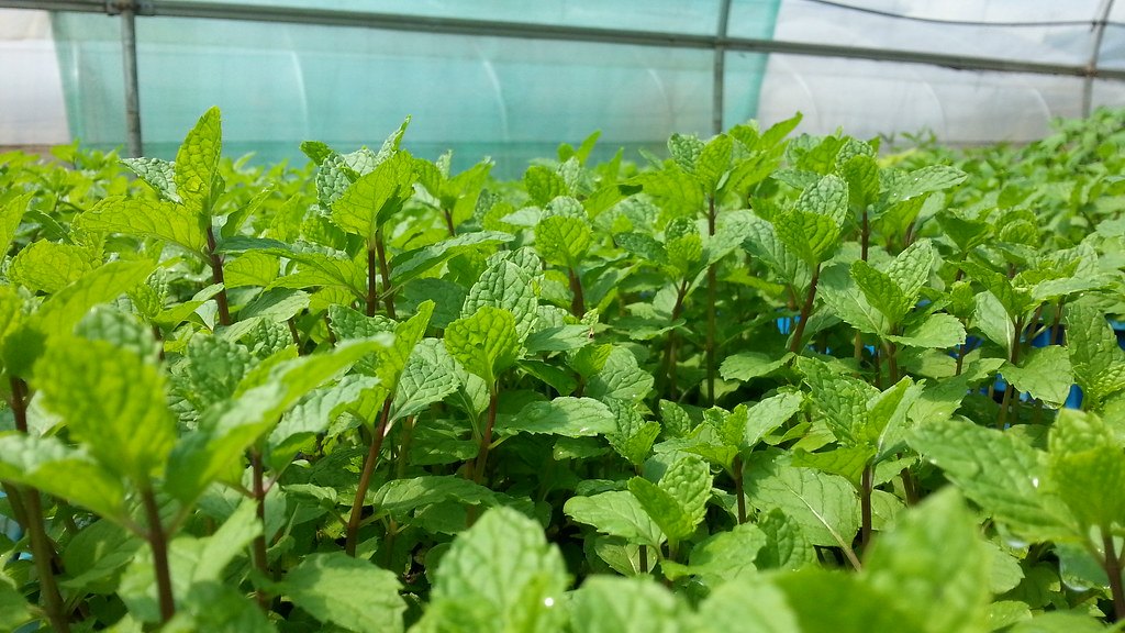 Growing Mint: Planting, Cultivation, Harvesting, Types and More
