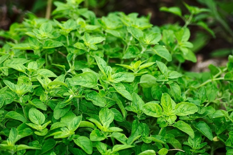 Oregano 10 Most Profitable Herbs to Grow
