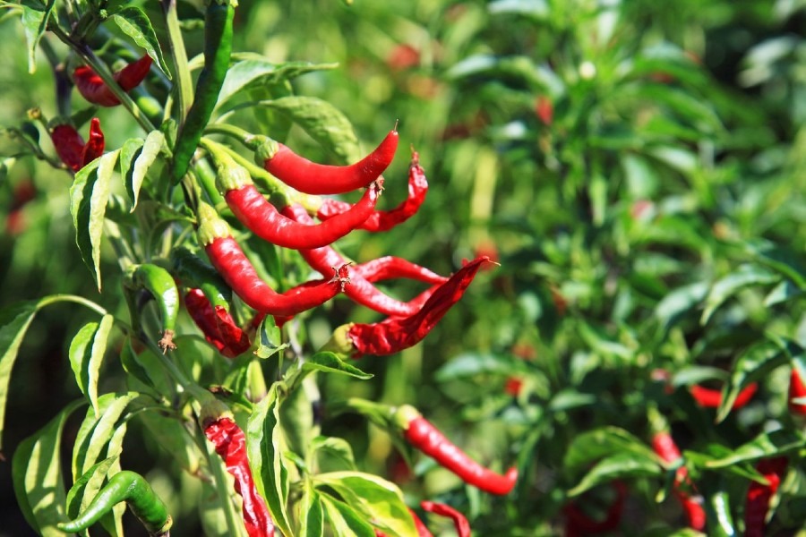 Chili Peppers: How to Grow, Dry, Preserve and Cook