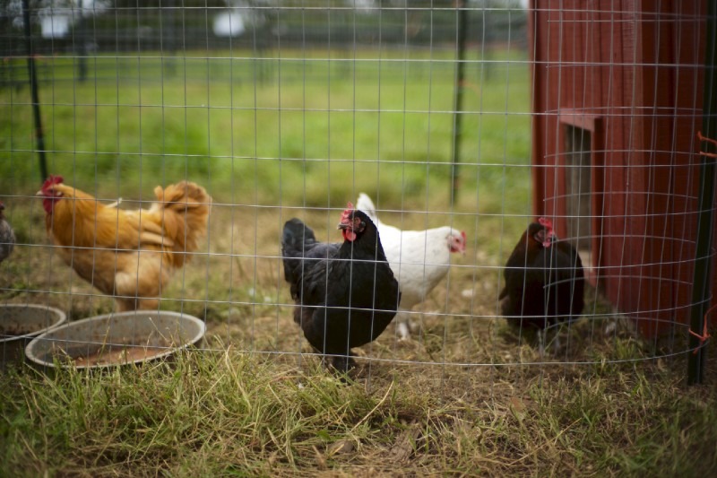 Is Poultry Farming a Good and Profitable Business