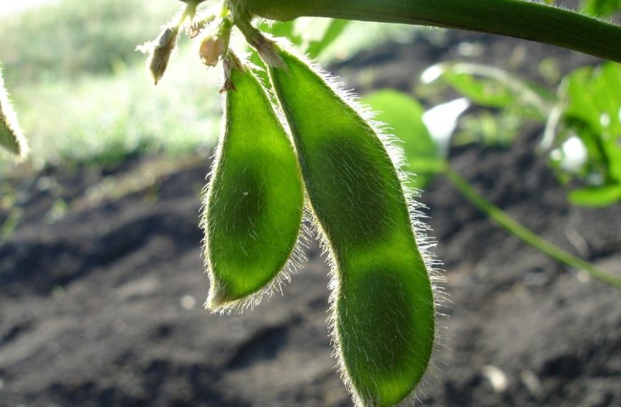 Planting and Growing Soybeans: Everything You Need to Know