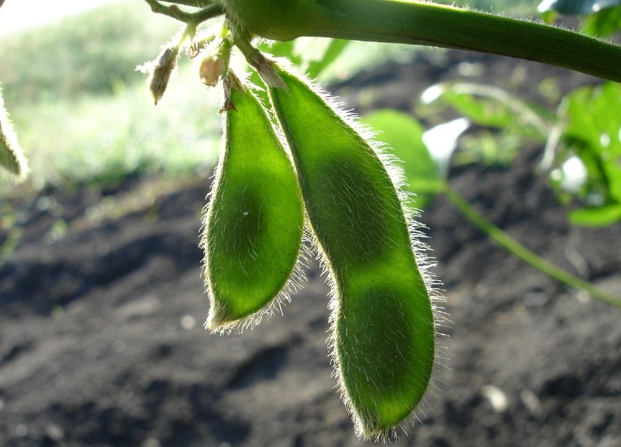 Planting and Growing Soybeans: Everything You Need to Know