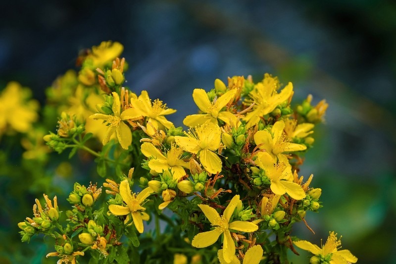 St John’s wort 10 Most Profitable Herbs to Grow
