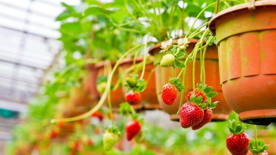 Growing Strawberries Indoors (at Home) from Pots or Containers
