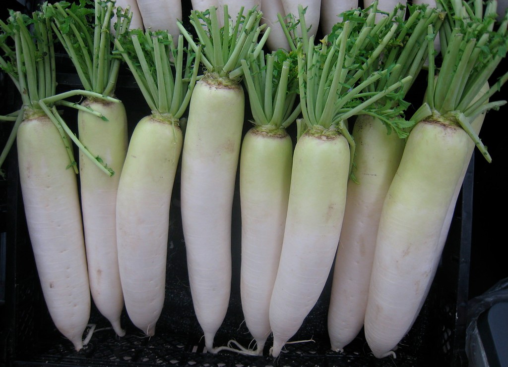 How to Grow Daikon Radish: Planting, Sowing, Harvest, Microgreens, Soil and More