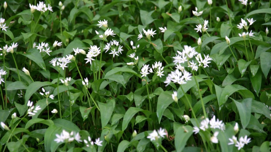 Wild Garlic Growing: Planting, Sowing, Harvesting, Soil, Propagation, Cooking and More