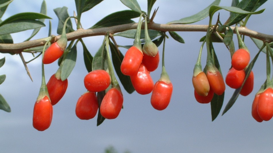Goji Berry Growing: Soil, Maintenance, Harvest, Storage, Drying, Benefits and More