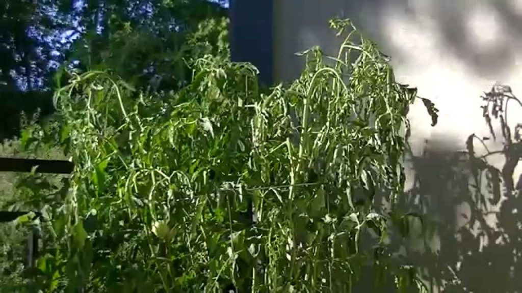 How to Save and Revive Wilted Tomato Plants