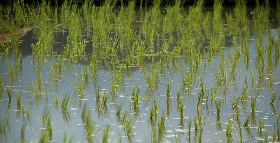 Why Does Rice Grow in Water?