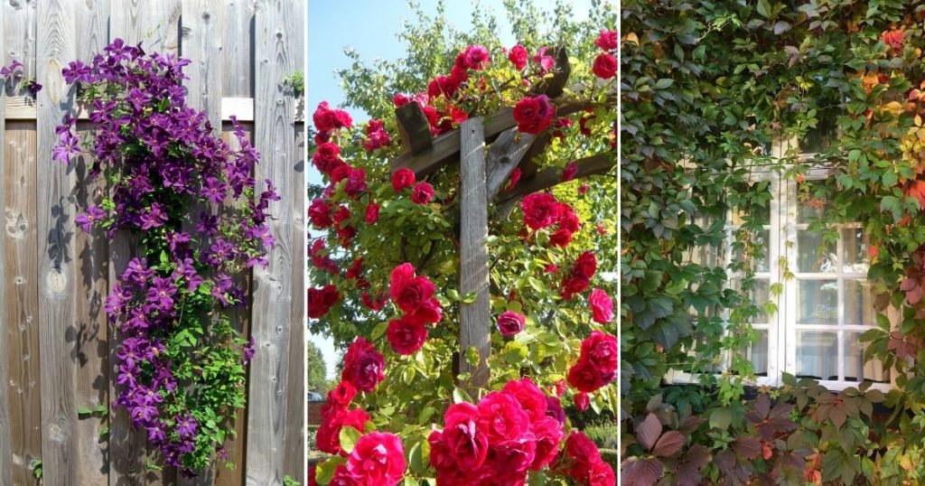 7 Climber Plants Ideal for Balcony
