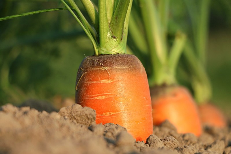 Carrots Growing: Planting, Sowing, Harvesting, Soil, and more