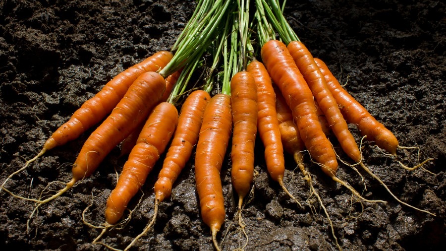Carrots Growing: Planting, Sowing, Harvesting, Soil, and more
