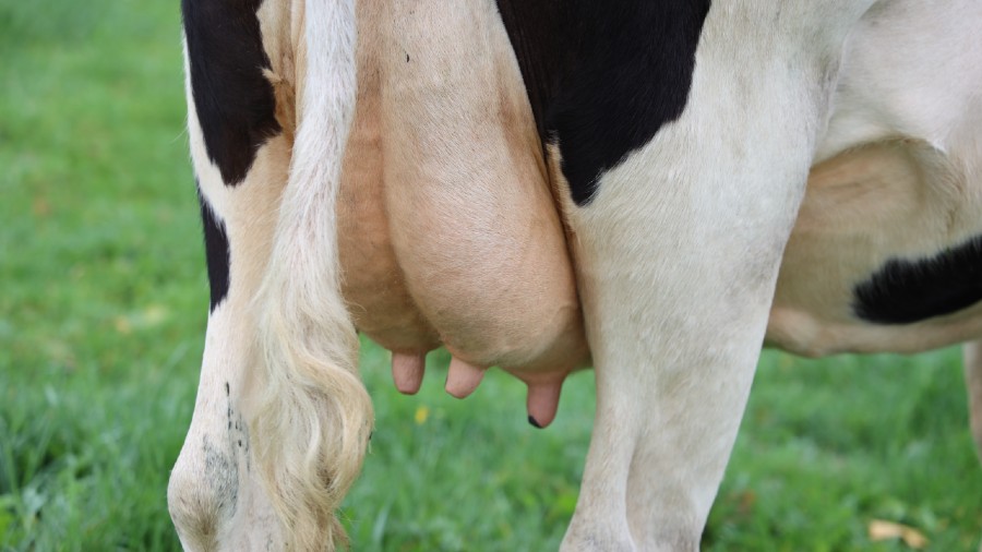 How Profitable is Dairy Farming?