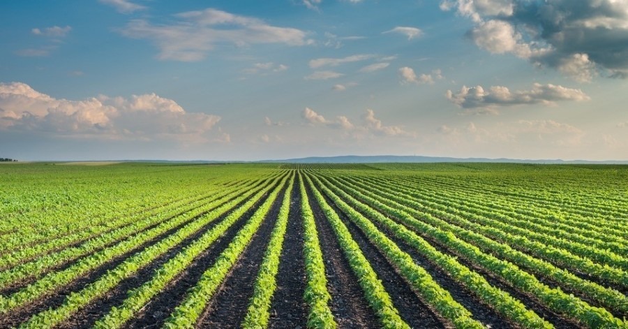 Difference Between Intensive and Extensive Farming