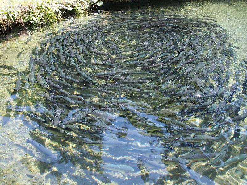 How Profitable is Fish Farming (Aquaculture) and How to Start a Fish Farm