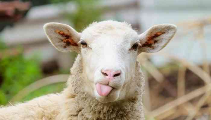 How Much Does a Sheep Cost – Price Breakdown