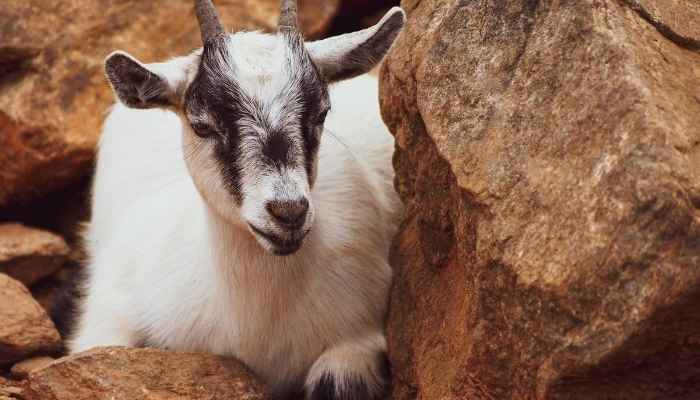 How Much does a Pygmy Goat Cost