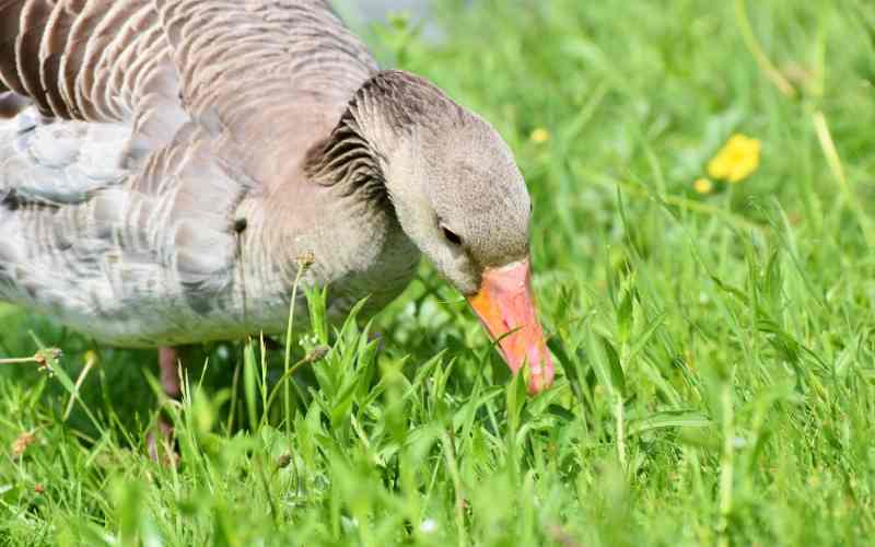baby goose names