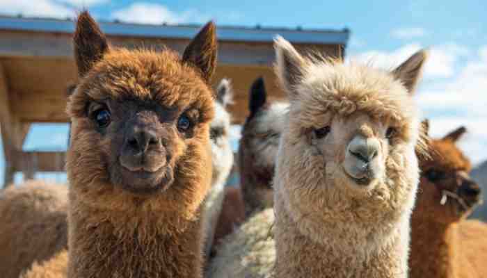 can llamas and alpacas breed
