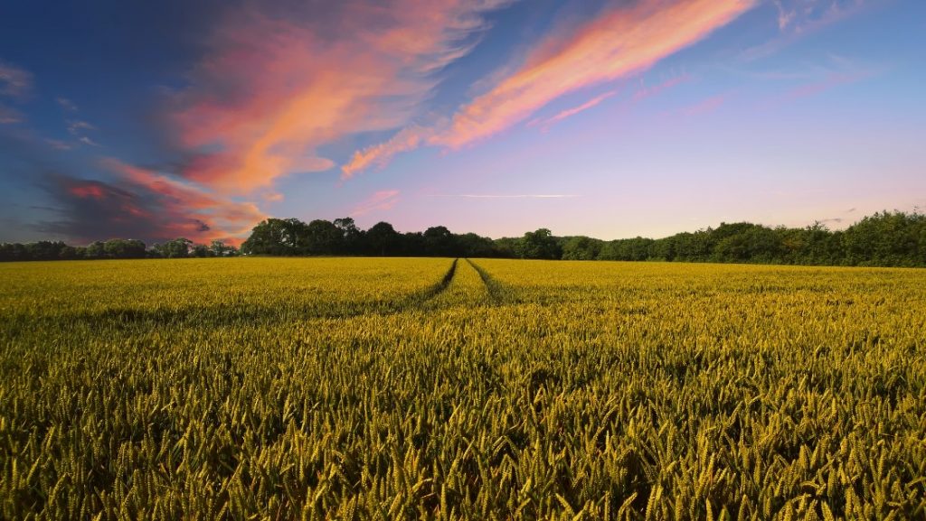 What Are Cash Crops And Food Crops And How Do They Differ?