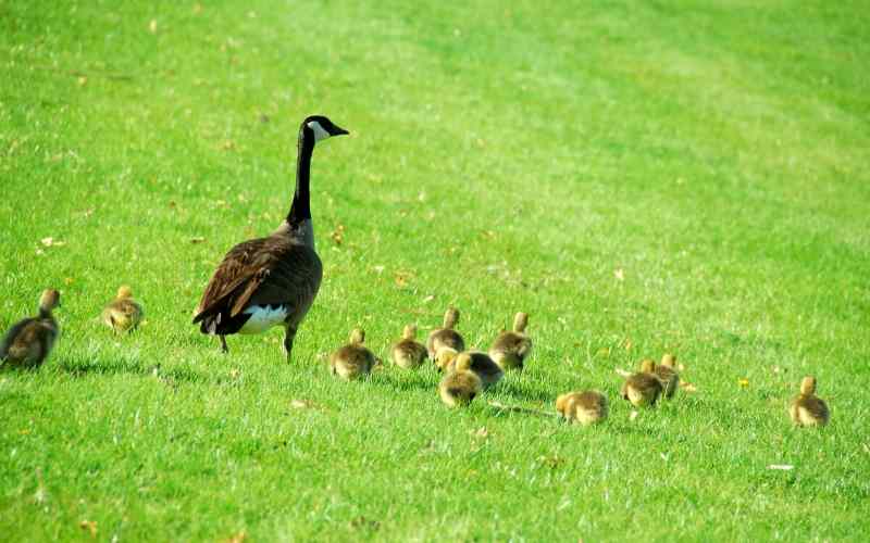 female goose names