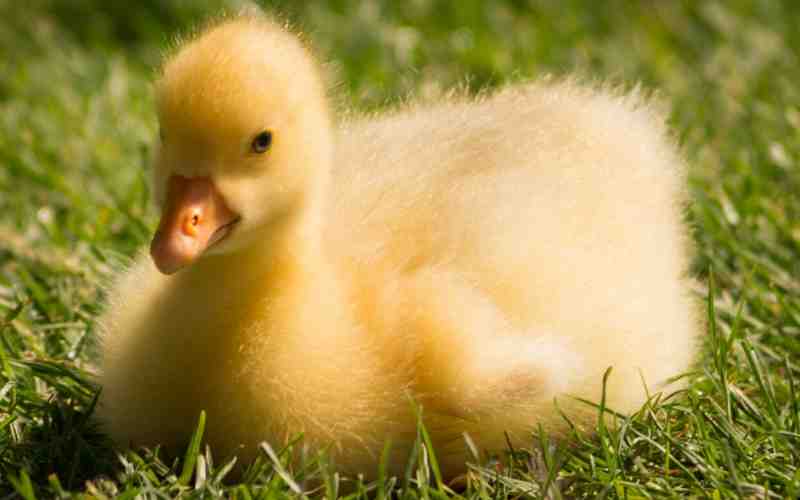 funny goose names