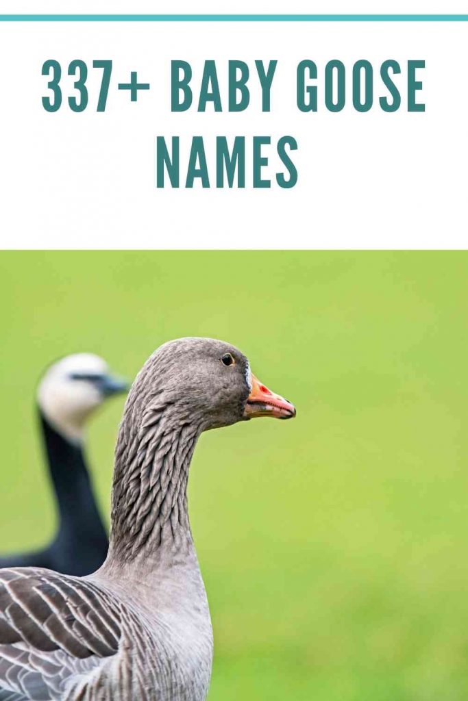 goose name