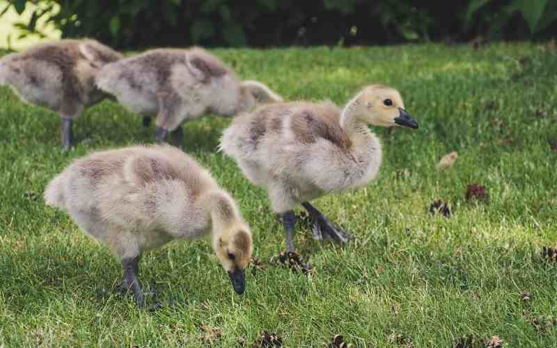goose names