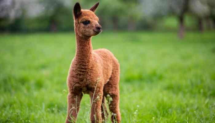 can llamas and alpacas mate
