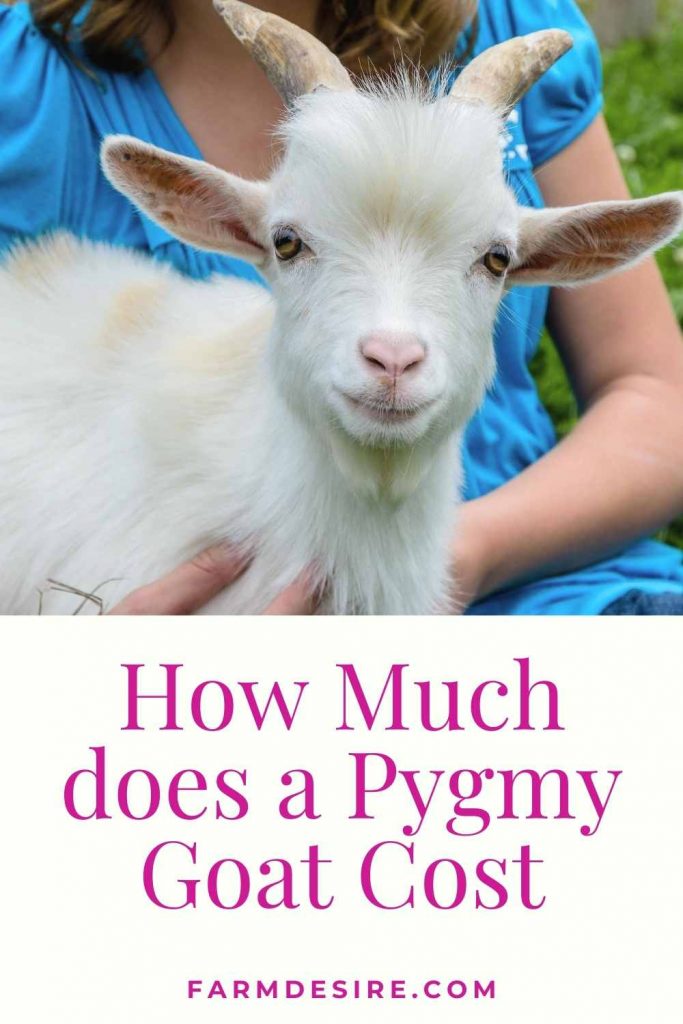 pygmy goat price