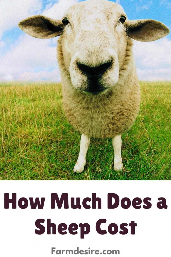 sheep cost