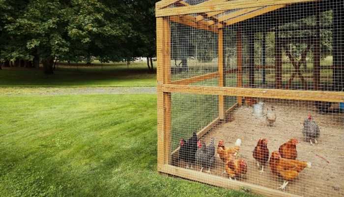 Best Fan for a Chicken Coop