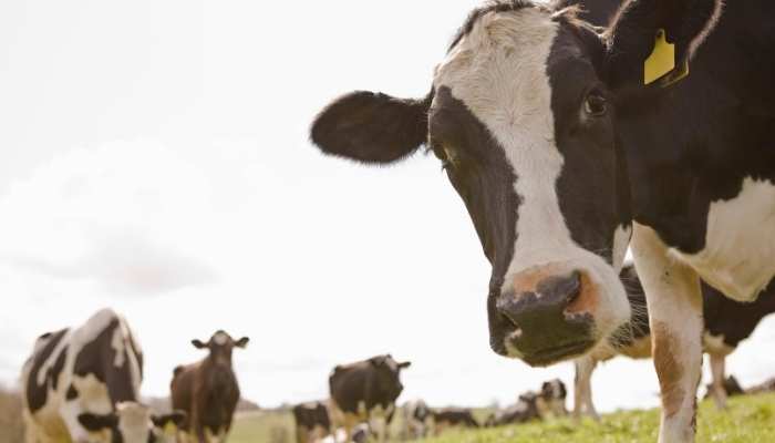 Best Fly Spray for Cattle