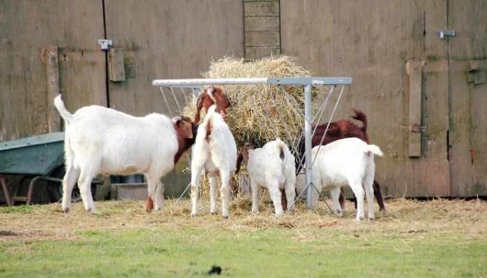Best Hay Feeder for Goats and sheep