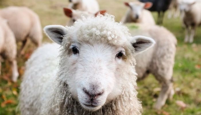 Best Wormer for Barber Pole Worms in Sheep