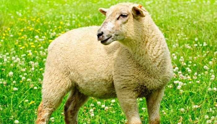 Best Wormer for Sheep