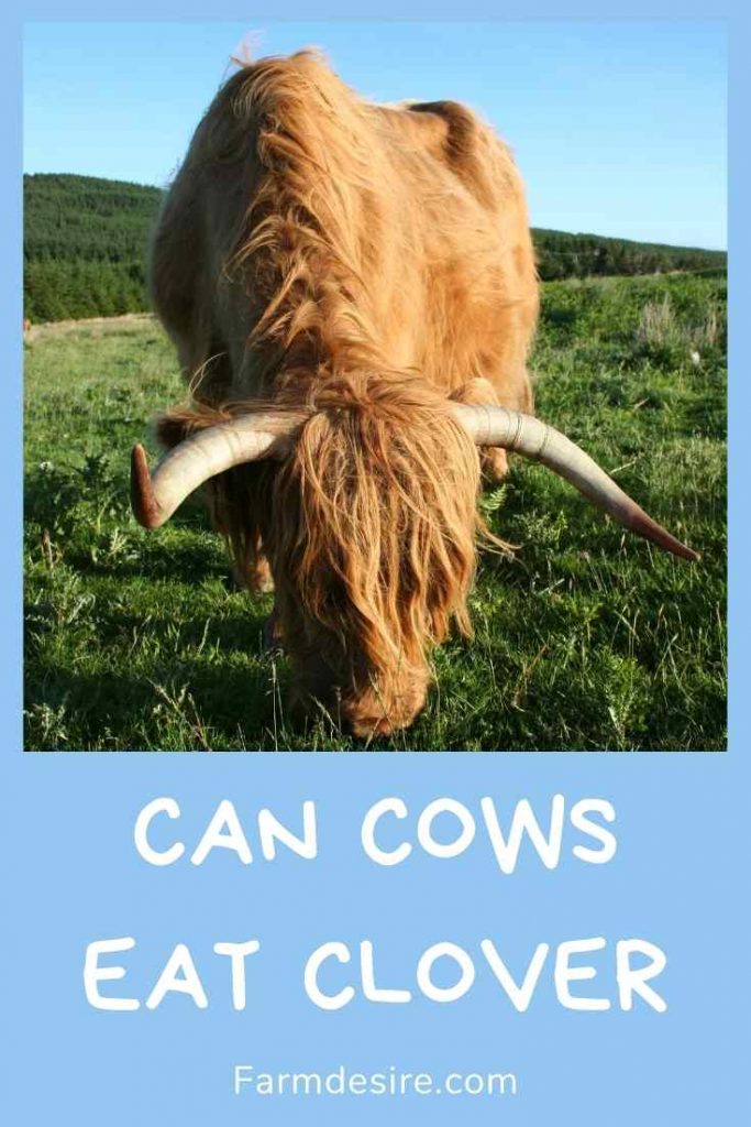 clover for cows