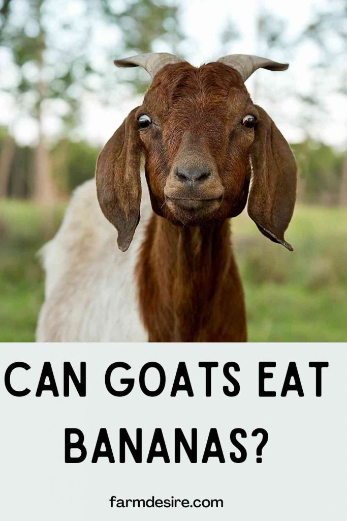 Can-Goats-Eat-Bananas-peel