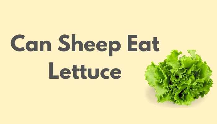 Can Sheep Eat Lettuce
