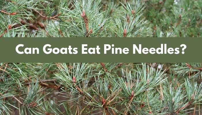 Can goats eat pine needles