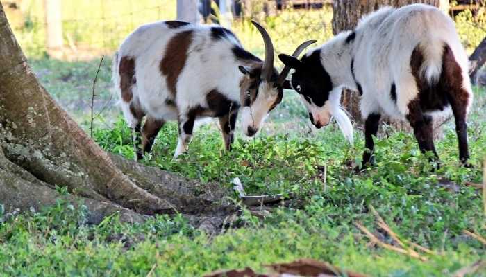 How Much Does a Fainting Goat Cost