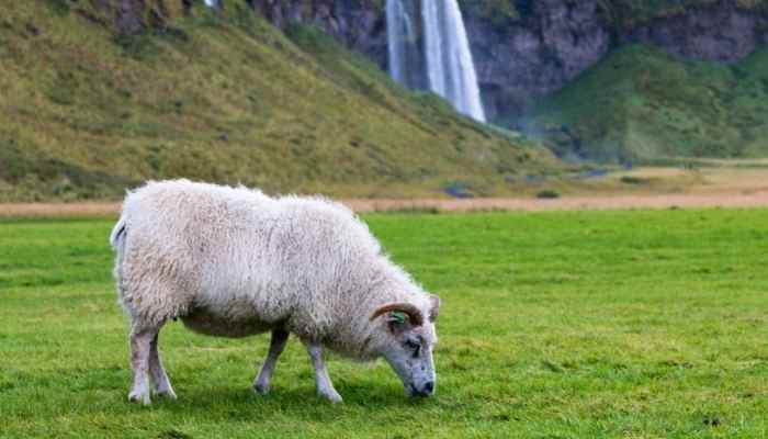 IS-LETTUCE-GOOD-FOR-SHEEP