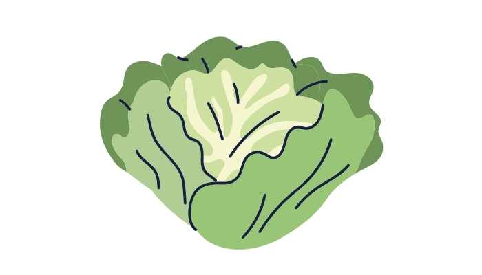 Is lettuce poisonous to sheep