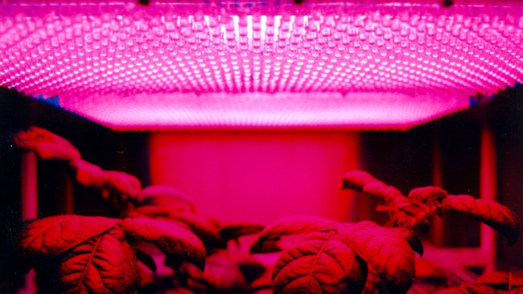 Can Any LED Light be Used as a Grow Light (and Which Ones are the Best)?