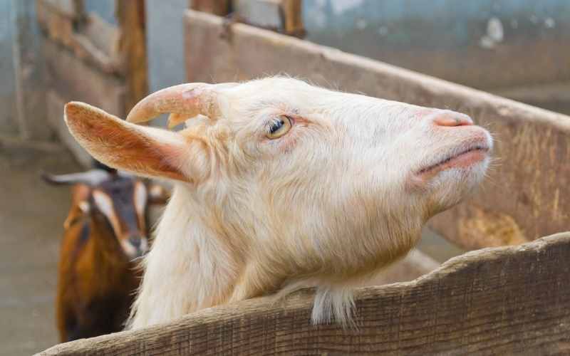 bananas to goats