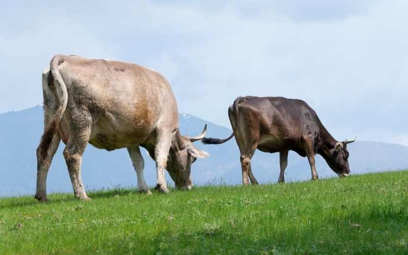 can cows eat too much clover
