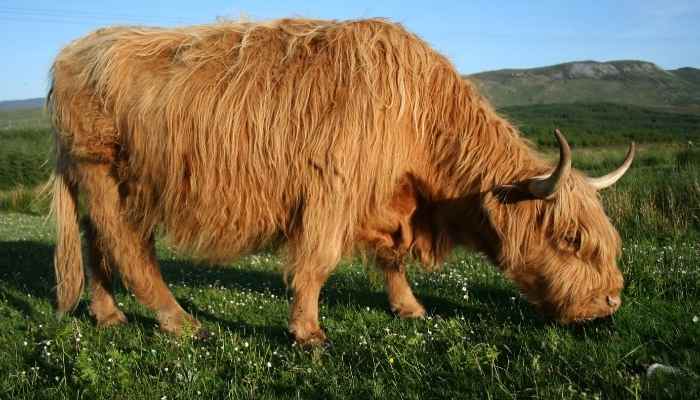 can cows eat clover